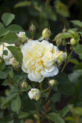 The Piligrim - English Rose - bred by  David Austin