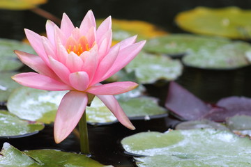 Water Lily (Nymphaeaceae)
