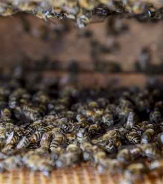 A beehive, a view from the inside. The bee-hut. Honey bee. Entrance to the hive.