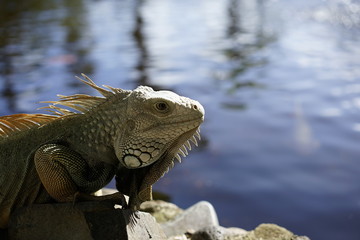 Iguana Closeup