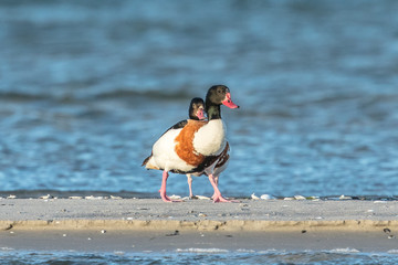 gänse