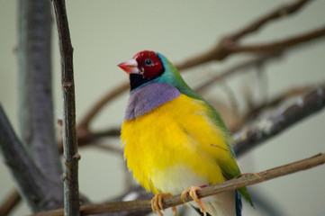 Gouldian finch bird