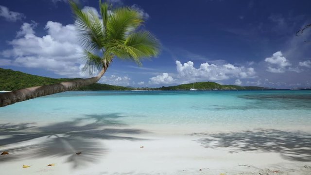 seamless loop of tropical beach with palm tree in Caribbean, Oppenheimer Beach, St John 