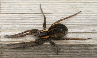 Raft spider, Dolomedes fimbriatus, on duckboard in Kurjenrahka national park in Finland.