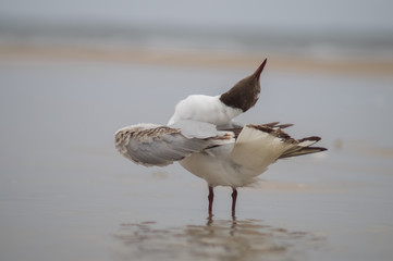 Witzige Möwe am Strand