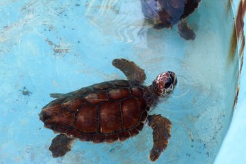 Two green turtles in a conservation pool in Cuba