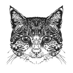 Cat's head. Vector illustration.