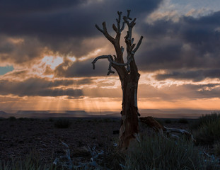 Quiver tree at sunset in Namibia