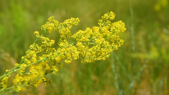 Yellow blooming wildflowers on a summer day, Galium verum, close up