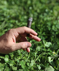Hand of a man with the lit cigar and lawn background