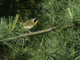 Common Yellowthroat  