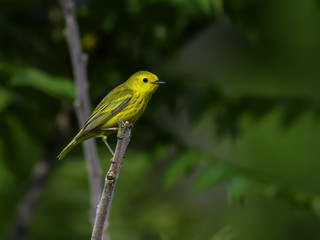 Yellow Warbler on Green Background