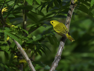 Yellow Warbler on Green Background