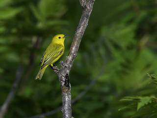 Yellow Warbler on Green Background