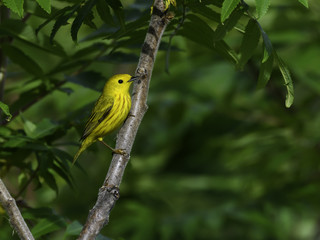 Yellow Warbler on Green Background