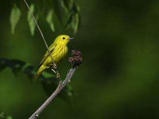 Yellow Warbler on Green Background