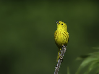 Yellow Warbler Singing on Green Background