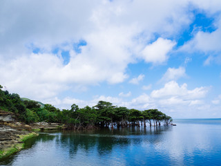 Fototapeta na wymiar 西表島の海岸