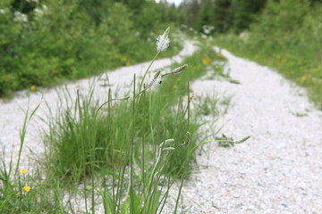 Waldweg im Sommer