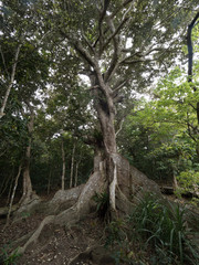 サキシマスオウノキ