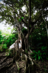 サキシマスオウノキ