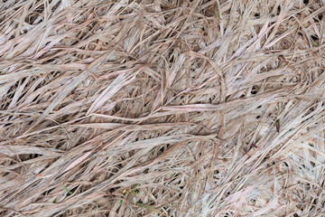 The stems of dry grass on the ground