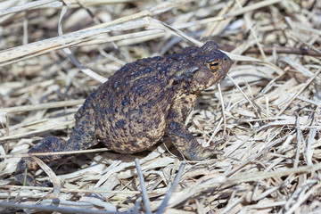 Common toad on dry grass
