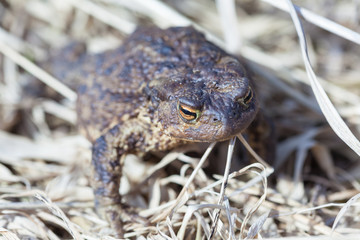 Common toad on dry grass