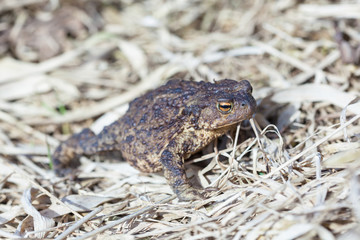 Common toad on dry grass