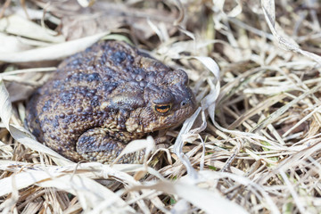 Common toad on dry grass