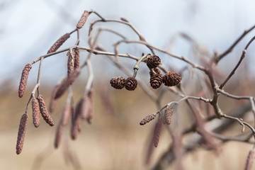 A branch of alders with male and female cones