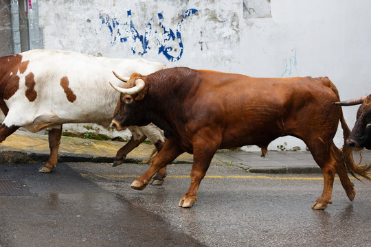 Bulls Are Running In Street During Festival