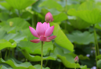 Blooming lotus