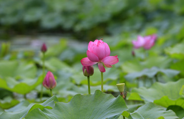 Blooming lotus