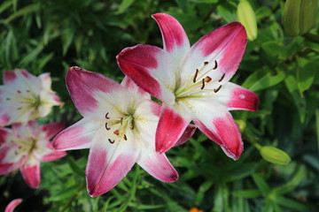 Asiatic hybrid lilium 'Lollypop' red-white large flowers © tortlecat