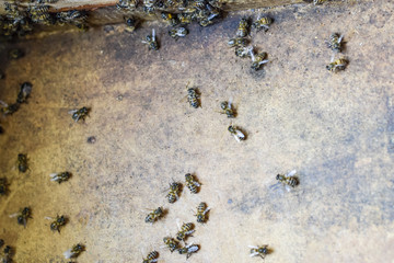 A beehive, a view from the inside. The bee-hut. Honey bee. Entrance to the hive.