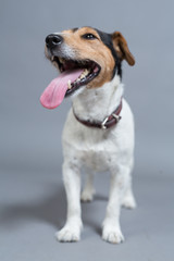 dog happy lucky