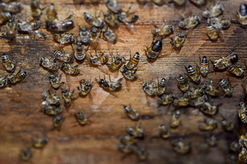 A beehive, a view from the inside. The bee-hut. Honey bee. Entrance to the hive.
