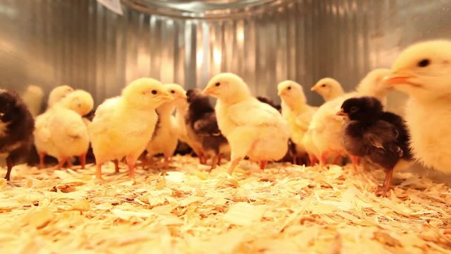 Yellow and black chicks running around their pen