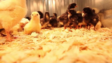 Cute baby chickens walking around in their pen