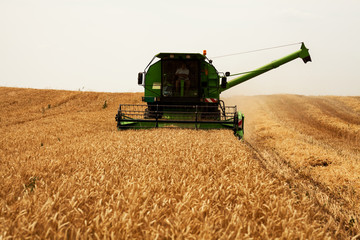 Fototapeta premium Combine harvester agriculture machine harvesting wheat field, aerial view