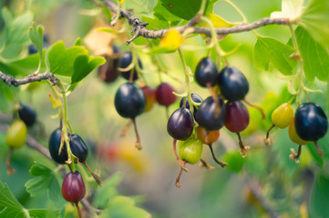 ripe branch of black with green currant