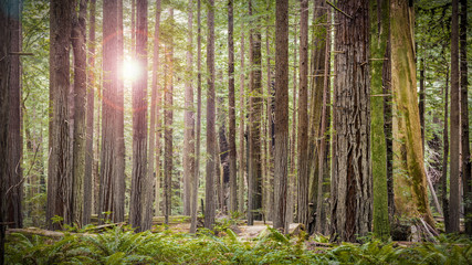 Fototapeta na wymiar tree background at Sequoia national park, Ca