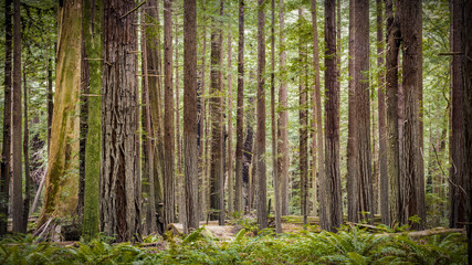 Fototapeta na wymiar tree background at Sequoia national park, Ca
