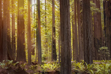 Tree background at Sequoia national park