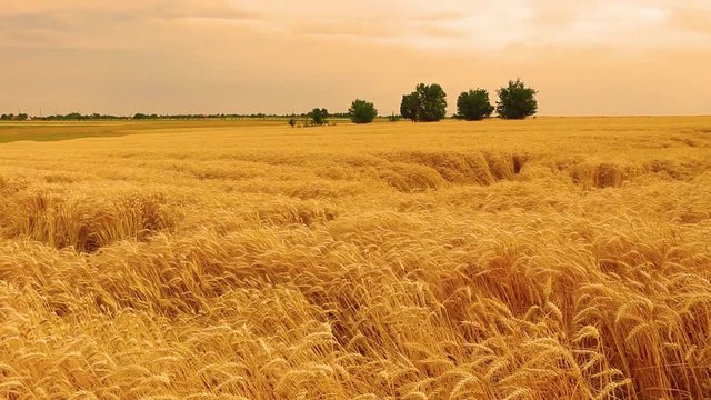 Field of wheat and sunset, panoramic timelapse