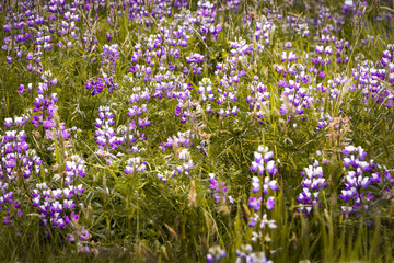Fototapeta premium small purple flowers