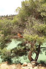 Landscape of the forest in the Caminito del Rey, in the province of Malaga, Spain