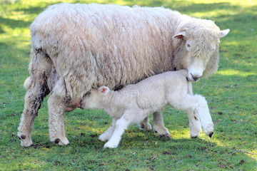 Lamb Feeding