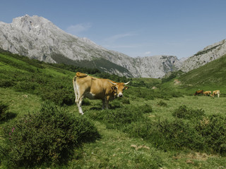 Fototapeta na wymiar Cow at Asturias